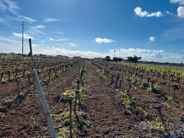 Terreno agricolo con vigneto