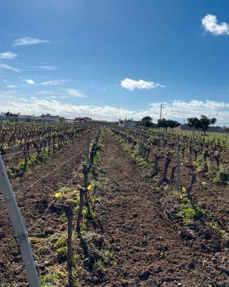 Terreno agricolo con vigneto