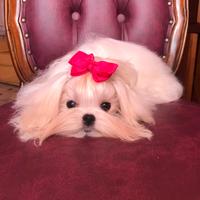 Maltese femmina coreana