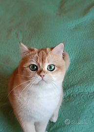 British Shorthair Golden