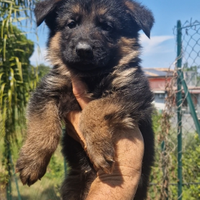 Pastore tedesco cuccioli