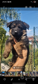 Pastore tedesco cuccioli