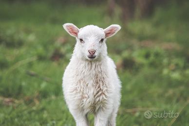 Pecore agnelli Skudden