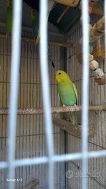 Pappagallo coccotita
