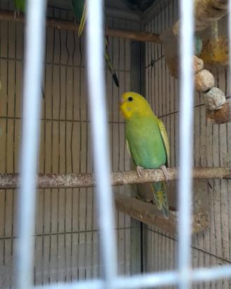 Pappagallo coccotita