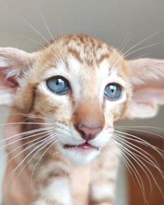 Gattino orientale maschio no Bengal no Savannah