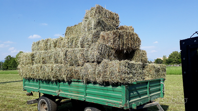 Fieno per cavalli, asini, capre