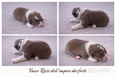 Pastore australiano ANCHE A RATE