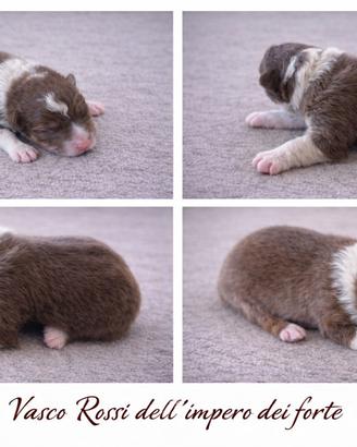 Pastore australiano ANCHE A RATE