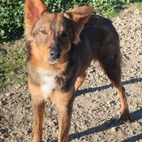 Cane tipo pastore adotta meticcio