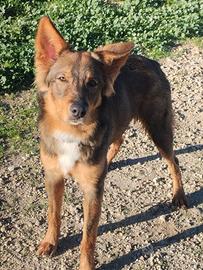Cane tipo pastore adotta meticcio