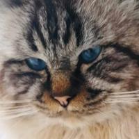 Sacro di Birmania Stallone per monta