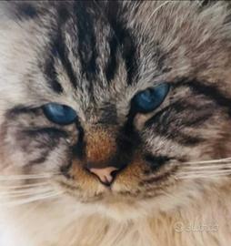 Sacro di Birmania Stallone per monta