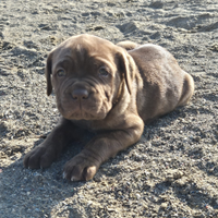Cuccioli cane corso