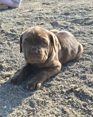 Cuccioli cane corso