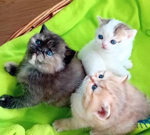 Cucciolata di british shorthair con pedigree