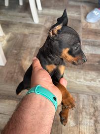 Pinscher