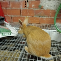 Coniglio fulva pura gravida