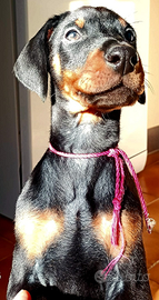 Cucciole dobermann