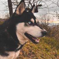 Siberian husky per monta