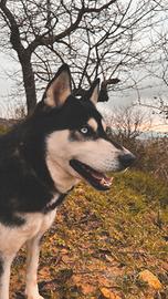 Siberian husky per monta