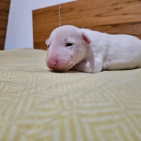 Bull terrier miniatura