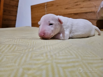 Bull terrier miniatura