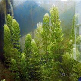 Piante Acquatiche S.cambio