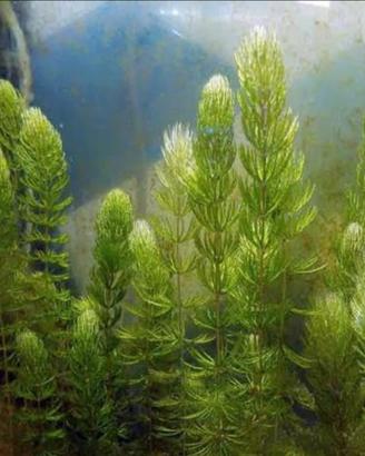 Piante Acquatiche S.cambio
