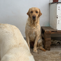 Labrador retriever femmina