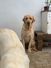 Labrador retriever femmina