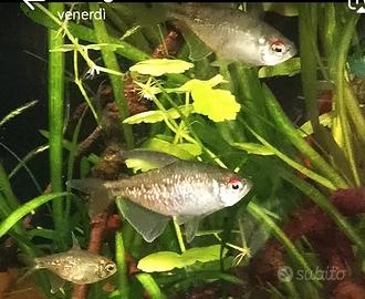 5 Tetra Diamante + 2 avannotti