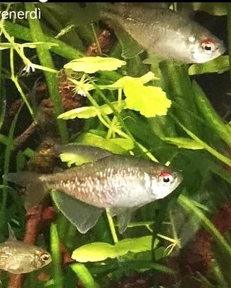 5 Tetra Diamante + 2 avannotti