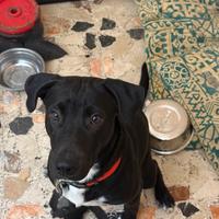 Cane Labrador