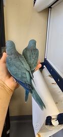 Pappagalli Parrocchetti Monaci Blu e Verdi