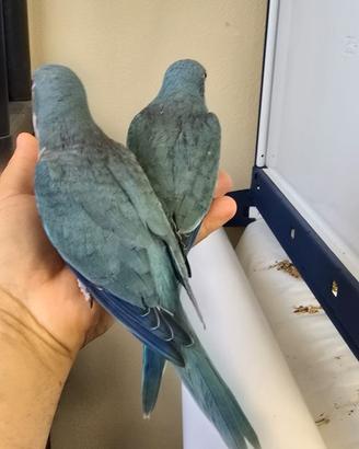 Pappagalli Parrocchetti Monaci Blu e Verdi