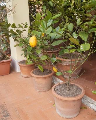 Piante di limoni