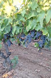 Terreno vigna uva