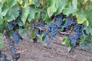 Terreno vigna uva