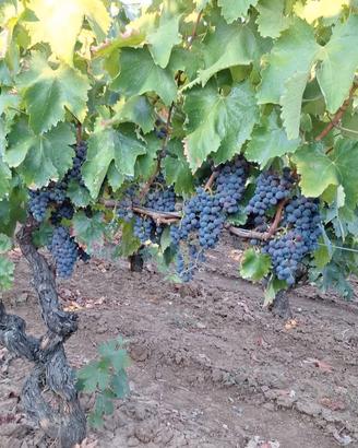 Terreno vigna uva