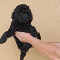 Barboncino cuccioli