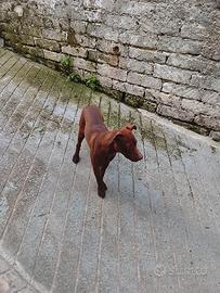 Pitbull terrier Red nose