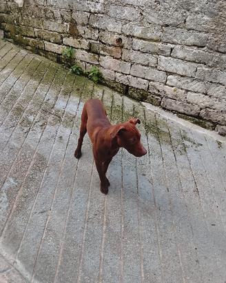 Pitbull terrier Red nose