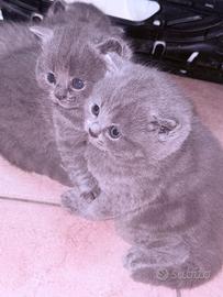 British shorthair blu