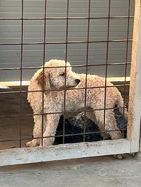 Cucciola Lagotto