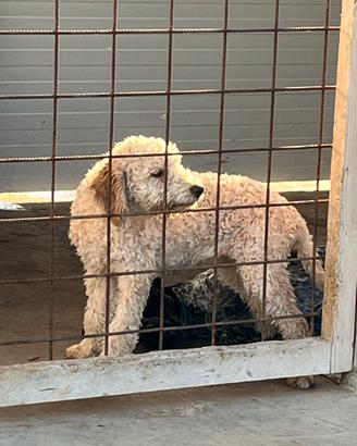 Cucciola Lagotto