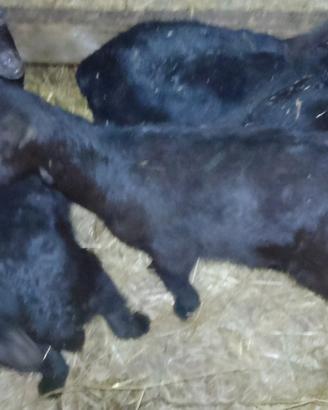 Caprette spagnole granatine si cedono