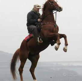 Doma e addestramento cavalli
