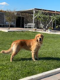 Disponibile per monta - golden retriever maschio