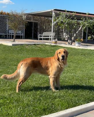 Disponibile per monta - golden retriever maschio